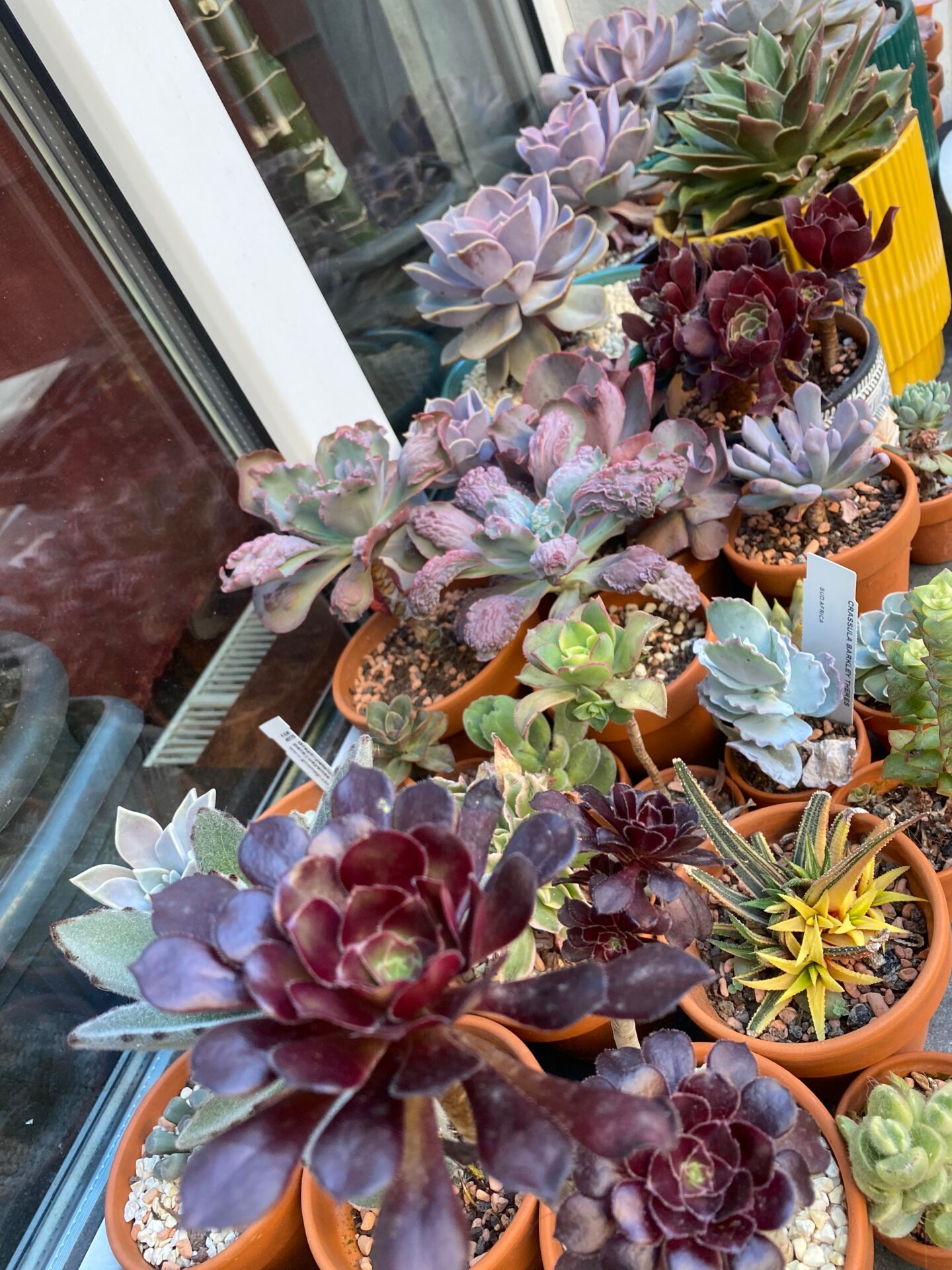 A captivating image showcasing a variety of succulent plants, representing the diverse kinds and types of succulents available. Perfect for seasoned plant enthusiasts, our wide selection offers a range of captivating choices for your botanical collection.