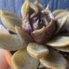 Close-up of foliage of Echeveria Volare succulent.