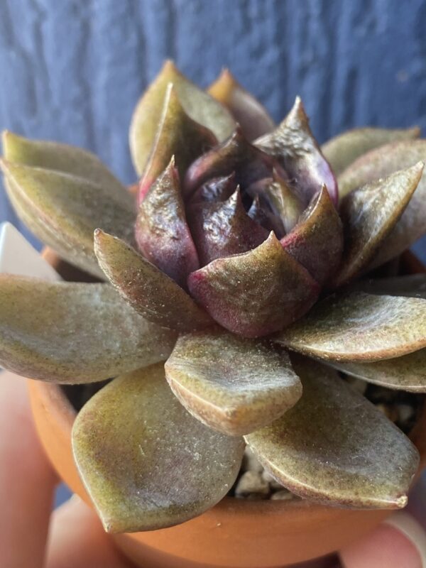 Close-up of foliage of Echeveria Volare succulent.