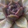 Vibrant Echeveria Volare succulent with striking blue-green leaves.