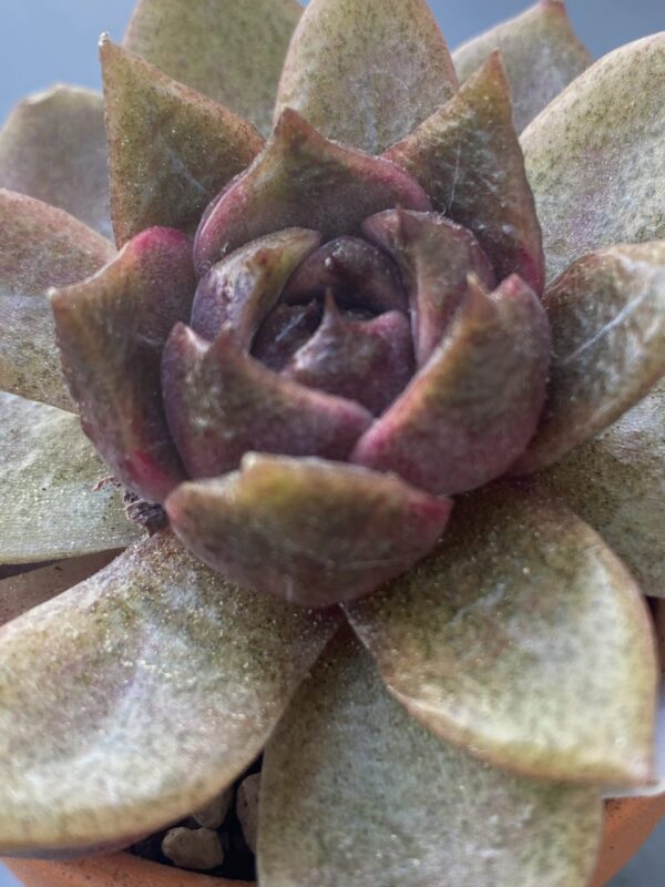 Vibrant Echeveria Volare succulent with striking blue-green leaves.