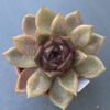 Echeveria Volare succulent, symbolizing tranquility and natural beauty.