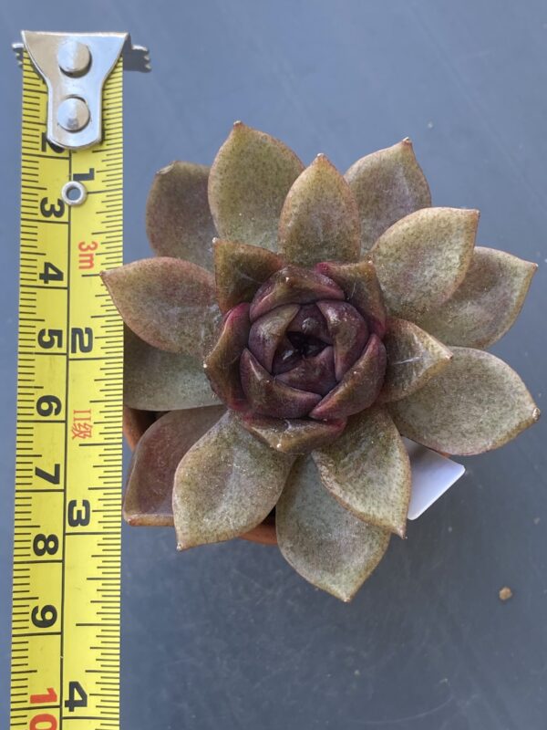 Graceful Echeveria Volare succulent with elegant blue-green leaves.