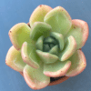 Echeveria Apple Champagne succulent with rosette-shaped leaves.