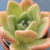 Vibrant Echeveria Apple Champagne succulent with colorful leaves.