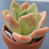 Echeveria Apple Champagne succulent with serene leaves.