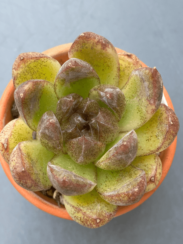 Echeveria Amethyst - Green succulent with small black dots on leaf tips