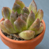 Echeveria Amethyst showcased in a decorative pot