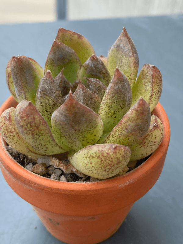 Echeveria Amethyst showcased in a decorative pot