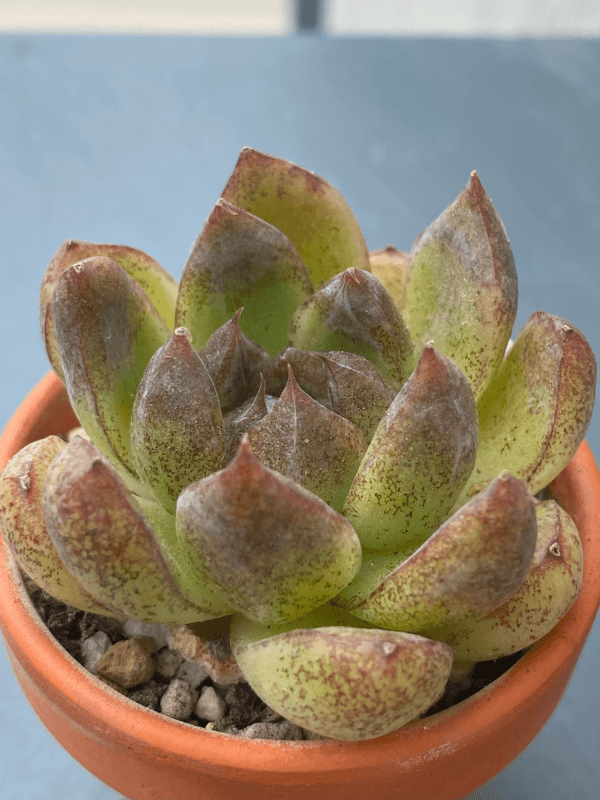 Echeveria Amethyst thriving in a garden with black-tipped leaves