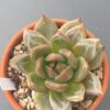 Echeveria White Champagne - Korean import with intricate white marks on white leaves