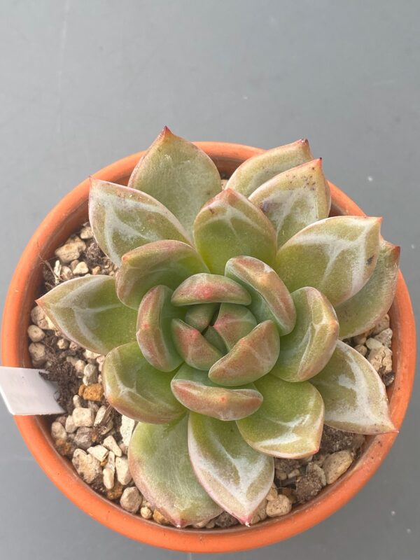 Echeveria White Champagne - Korean import with intricate white marks on white leaves