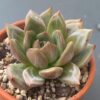 Close-up of Echeveria White Champagne's white leaves with white marks