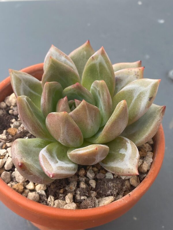 Close-up of Echeveria White Champagne's white leaves with white marks