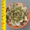 Echeveria White Champagne showcased in a decorative pot