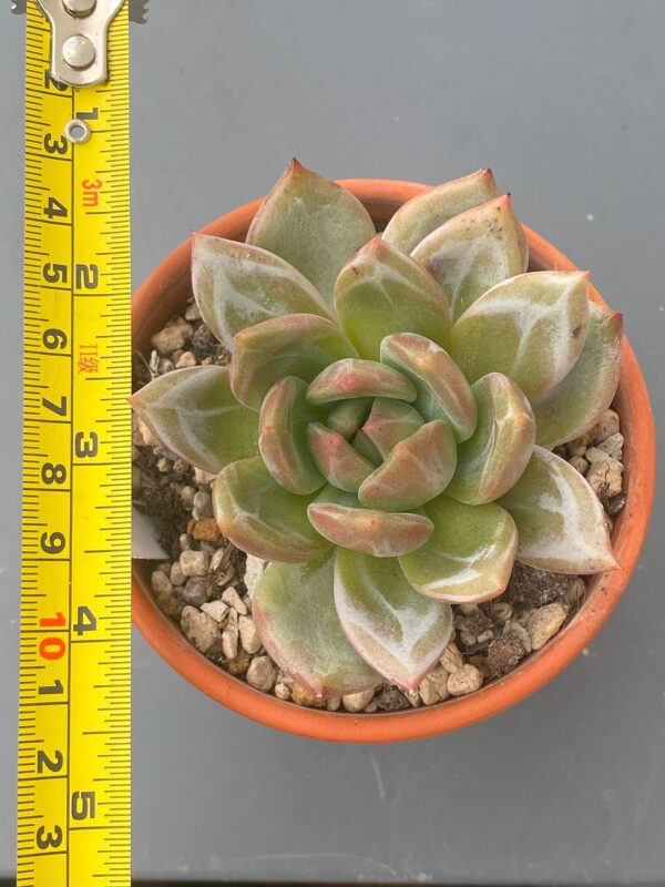 Echeveria White Champagne showcased in a decorative pot