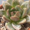 Echeveria White Champagne with stunning white marks on white leaves