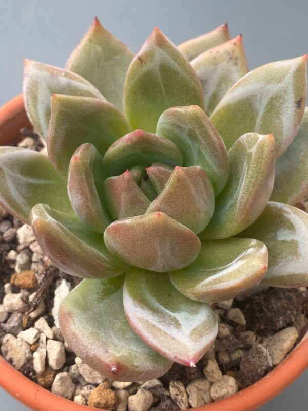 Echeveria White Champagne with stunning white marks on white leaves