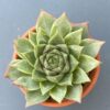 Echeveria Amy - Green succulent with red-tipped outer rosette