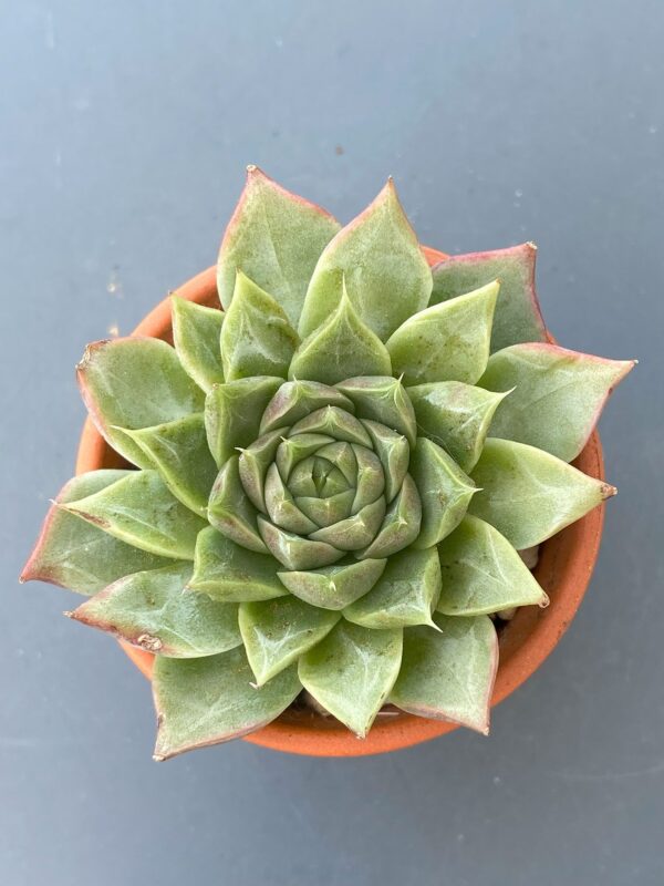 Echeveria Amy - Green succulent with red-tipped outer rosette