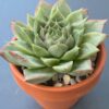 Close-up of Echeveria Amy's green leaves with red tipsClose-up of Echeveria Amy's green leaves with red tips