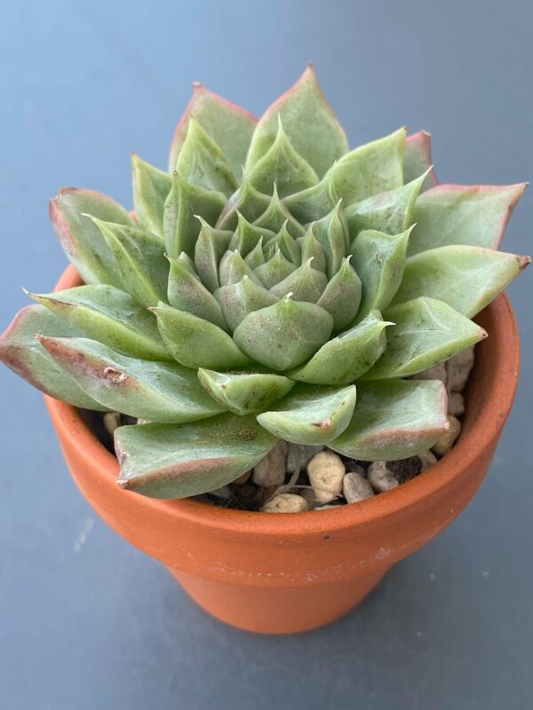 Close-up of Echeveria Amy's green leaves with red tipsClose-up of Echeveria Amy's green leaves with red tips