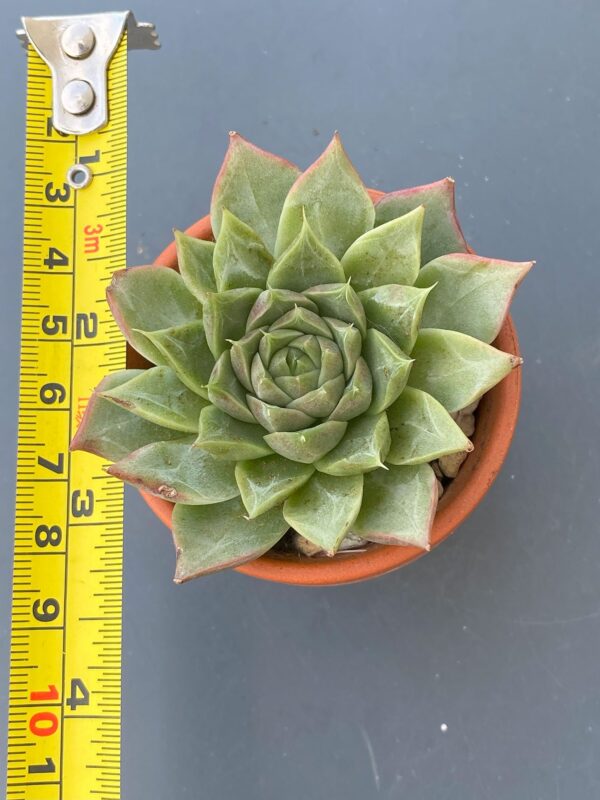 Echeveria Amy displayed in a decorative pot