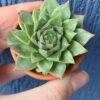 Echeveria Amy with green succulent leaves and red-tipped outer rosette