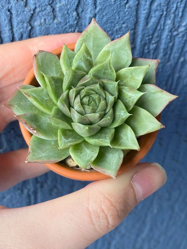 Echeveria Amy with green succulent leaves and red-tipped outer rosette