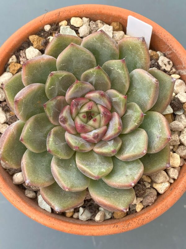 Echeveria Cindy, an exquisite succulent with delicate beauty.