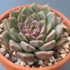 Close-up of rosette leaves of Echeveria Cindy succulent.