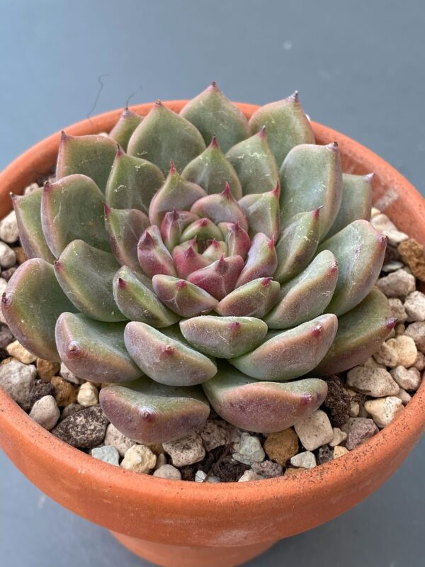 Close-up of rosette leaves of Echeveria Cindy succulent.