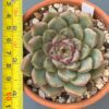 Vibrant Echeveria Cindy succulent with colorful leaves.