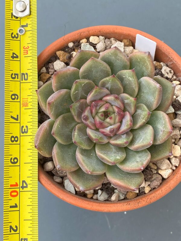 Vibrant Echeveria Cindy succulent with colorful leaves.