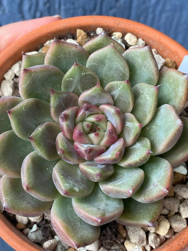 Echeveria Cindy succulent with a touch of whimsy.