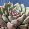 Graceful Echeveria Cindy succulent with delicate leaves.