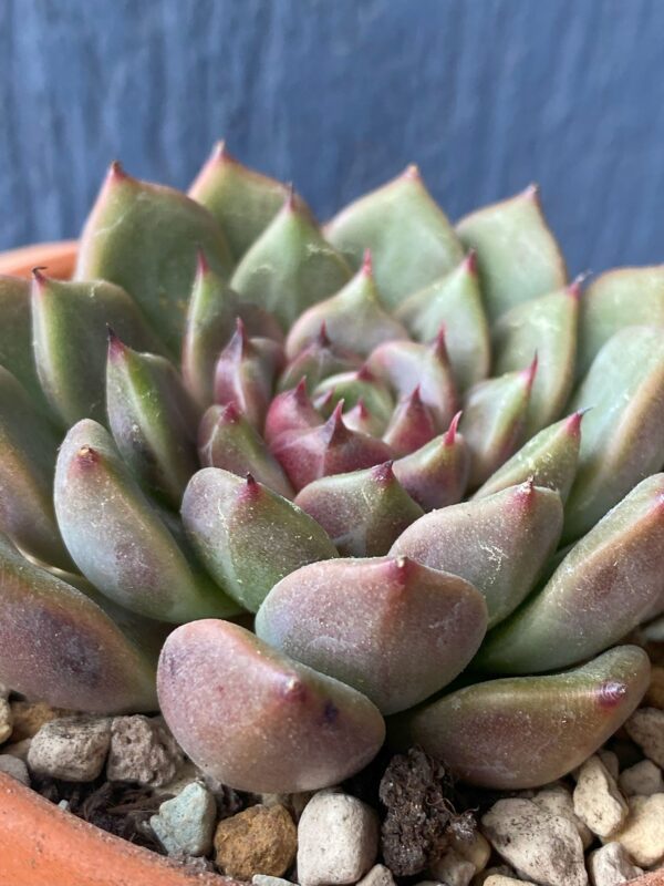 Graceful Echeveria Cindy succulent with delicate leaves.