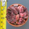 Echeveria Nomad - Three-headed succulent with striking red color