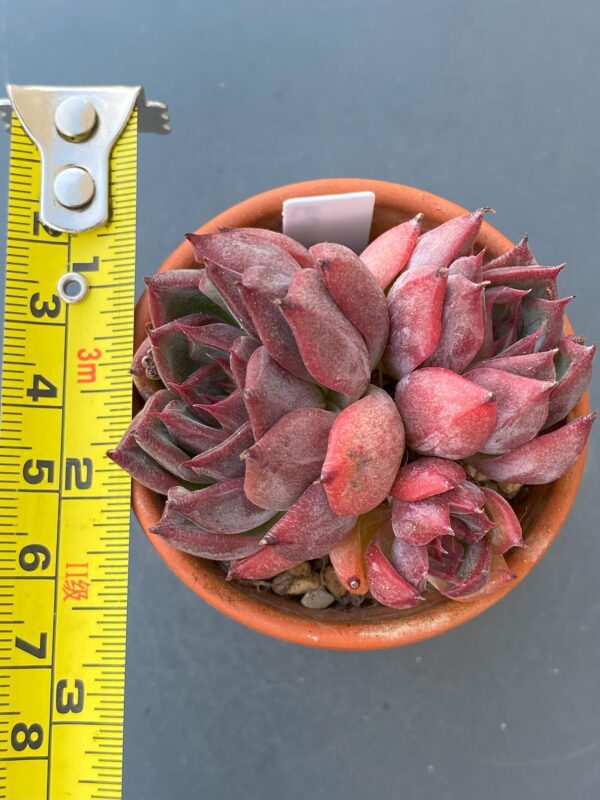 Echeveria Nomad - Three-headed succulent with striking red color