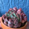 Echeveria Nomad displayed in a decorative pot