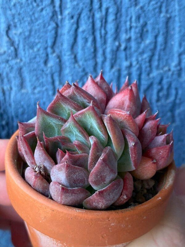 Echeveria Nomad displayed in a decorative pot