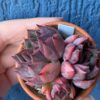 Echeveria Nomad with triple heads and red-green coloration