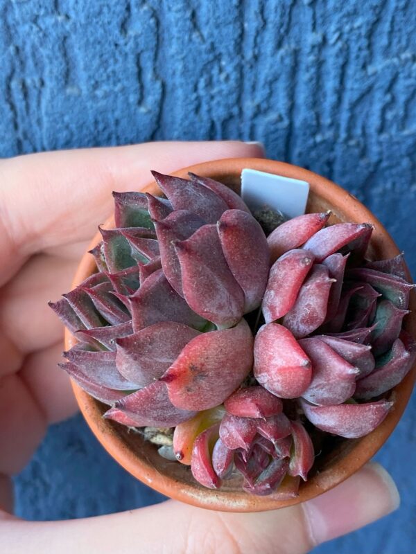 Echeveria Nomad with triple heads and red-green coloration