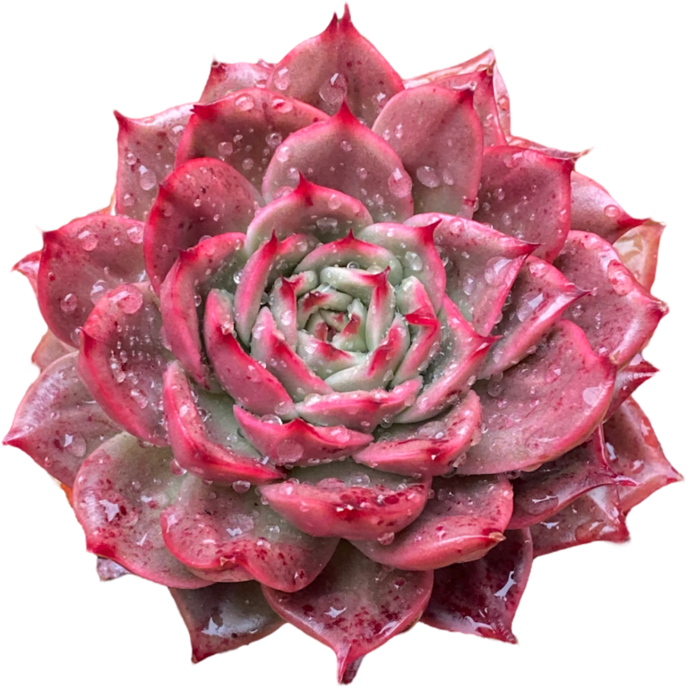 Red Echeveria Star Boss Variegated (Korean succulent for sale)