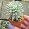 Multiple images of Sedum Morganianum Variegata/ Burro's Tail Variegated succulent in different angles and lighting conditions.