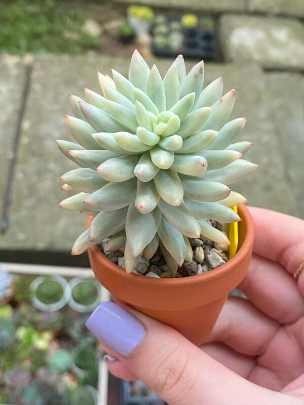 Multiple images of Sedum Morganianum Variegata/ Burro's Tail Variegated succulent in different angles and lighting conditions.