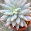 Close-up of leaves of Sedum Morganianum Variegata/Burro's Tail Variegated succulent.