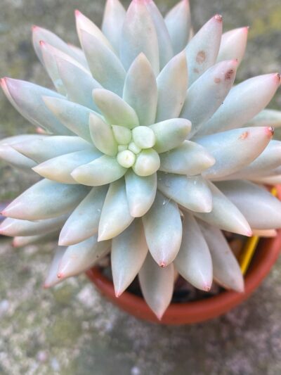 Close-up of leaves of Sedum Morganianum Variegata/Burro's Tail Variegated succulent.