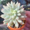 Lush and vibrant Sedum Morganianum Variegata/Burro's Tail Variegated succulent.