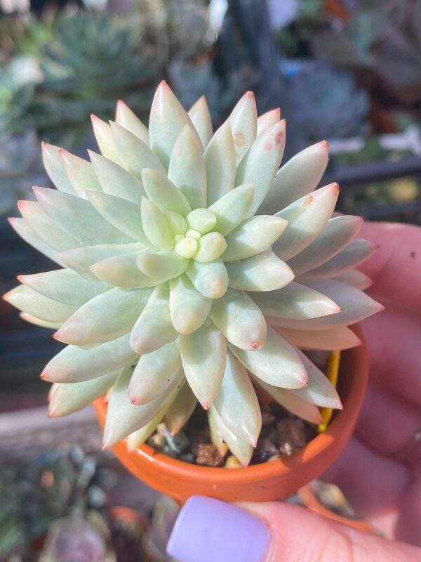 Lush and vibrant Sedum Morganianum Variegata/Burro's Tail Variegated succulent.